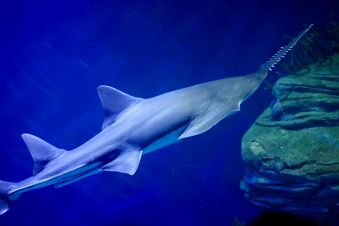 🌊💙Las candidatas visitan el Oceanogràfic València.